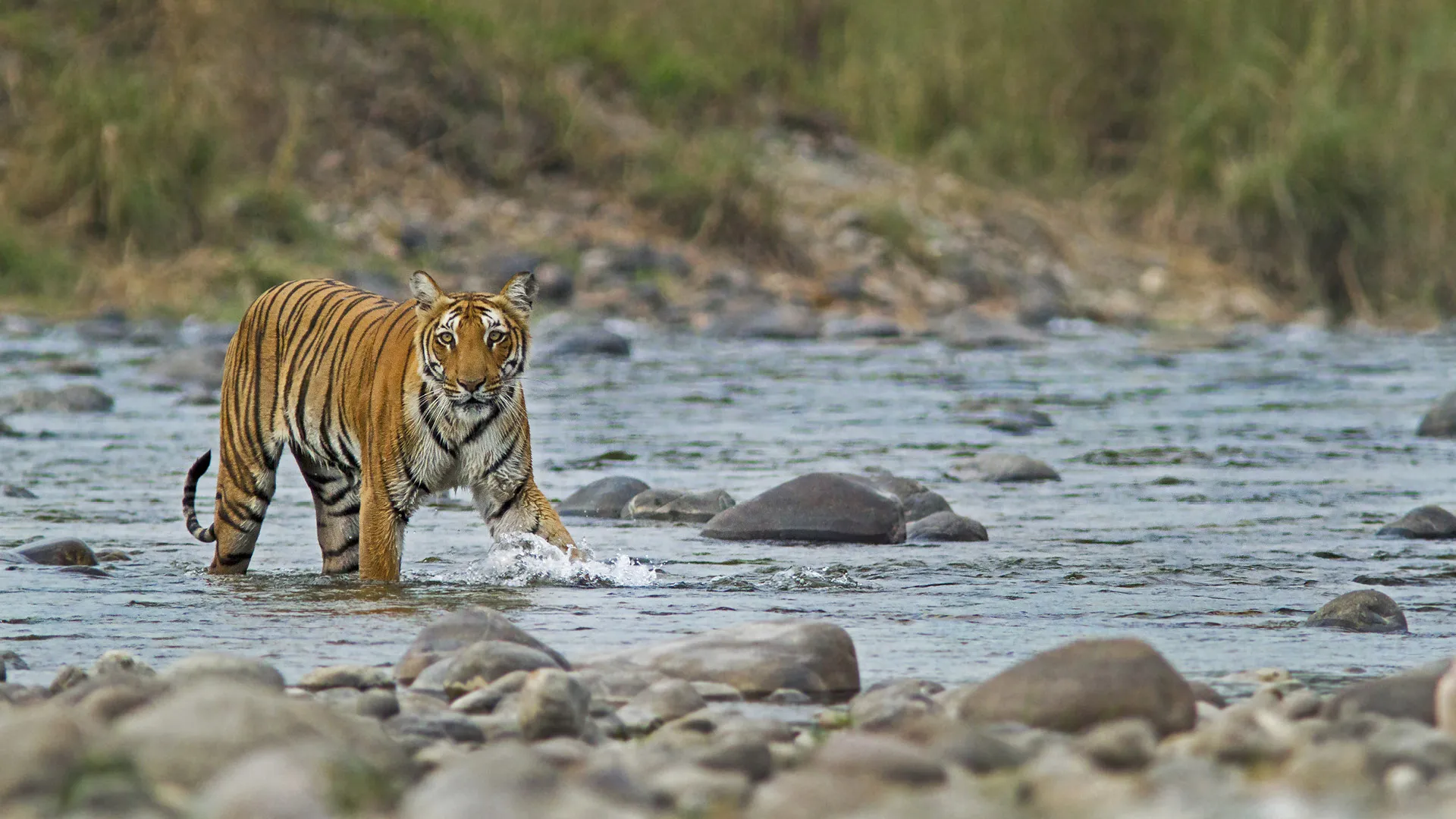 jim corbett national park