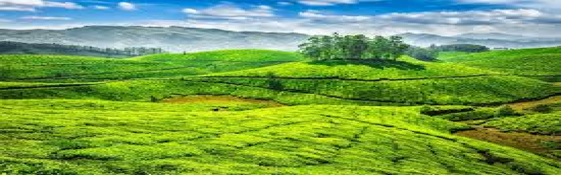 ooty