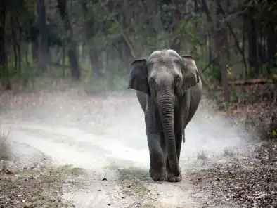 Wild Life